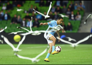 Read more about the article Foul Play? Nah… It’s FOWL PLAY! Seagulls Gatecrash A-League Thriller and Steal the Spotlight