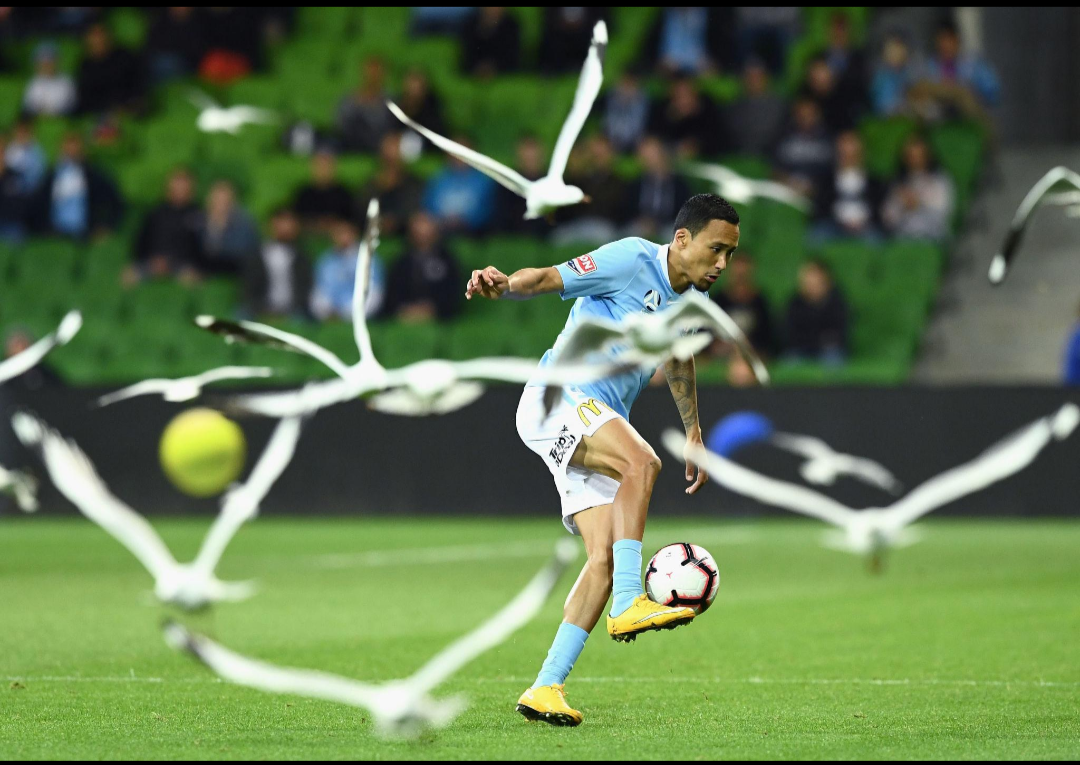 Read more about the article Foul Play? Nah… It’s FOWL PLAY! Seagulls Gatecrash A-League Thriller and Steal the Spotlight